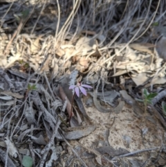 Caladenia fuscata (Dusky Fingers) at Carwoola, NSW - 7 Sep 2020 by MattM