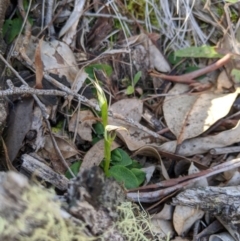 Pterostylis pedunculata (Maroonhood) at Carwoola, NSW - 7 Sep 2020 by MattM