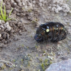 Apina callisto (Pasture Day Moth) at Rugosa - 6 Sep 2020 by SenexRugosus