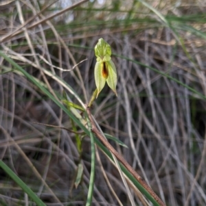 Bunochilus umbrinus at suppressed - 7 Sep 2020