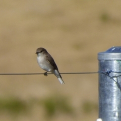 Microeca fascinans (Jacky Winter) at Quaama, NSW - 22 Jul 2020 by Jackie Lambert