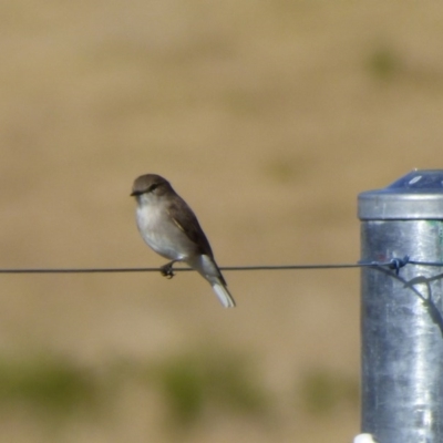 Microeca fascinans (Jacky Winter) at Quaama, NSW - 22 Jul 2020 by JackieLambert
