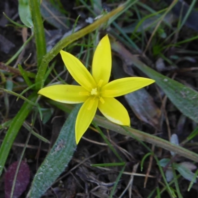 Pauridia vaginata (Yellow Star) at Yass River, NSW - 6 Sep 2020 by SenexRugosus