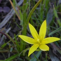 Pauridia vaginata at Yass River, NSW - 6 Sep 2020