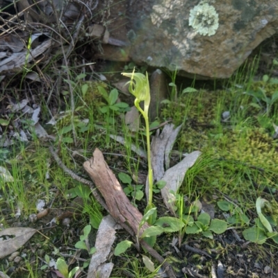 Pterostylis nutans (Nodding Greenhood) at Carwoola, NSW - 7 Sep 2020 by MattM