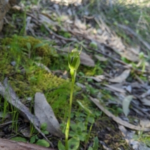 Pterostylis nutans at Carwoola, NSW - 7 Sep 2020