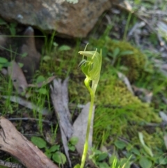 Pterostylis nutans at Carwoola, NSW - 7 Sep 2020