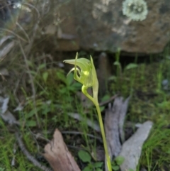 Pterostylis nutans at Carwoola, NSW - 7 Sep 2020