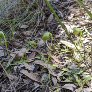 Pterostylis nutans at Carwoola, NSW - 7 Sep 2020