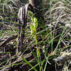 Bunochilus umbrinus (ACT) = Pterostylis umbrina (NSW) (Broad-sepaled Leafy Greenhood) at Carwoola, NSW by MattM
