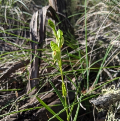 Bunochilus umbrinus (ACT) = Pterostylis umbrina (NSW) (Broad-sepaled Leafy Greenhood) at Carwoola, NSW by MattM