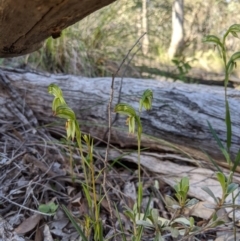 Bunochilus umbrinus at suppressed - 7 Sep 2020