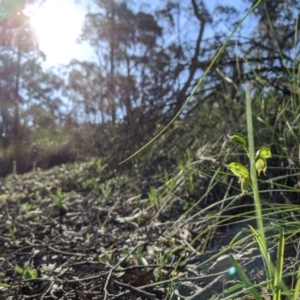 Bunochilus umbrinus at suppressed - 7 Sep 2020