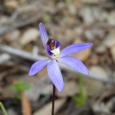 Cyanicula caerulea (Blue Fingers, Blue Fairies) at Holt, ACT - 5 Sep 2020 by MatthewFrawley