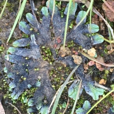 Riccia sp. (genus) (Liverwort) at Mount Ainslie - 7 Sep 2020 by JaneR