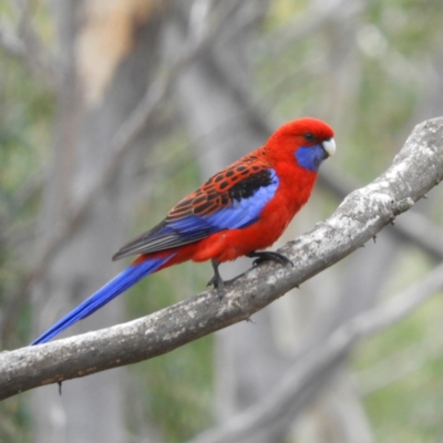 Platycercus elegans (Crimson Rosella) at Holt, ACT - 5 Sep 2020 by MatthewFrawley