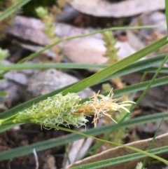 Carex breviculmis (Short-Stem Sedge) at Majura, ACT - 7 Sep 2020 by JaneR