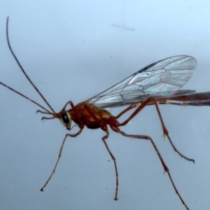 Enicospilus CNM sp1 at Ainslie, ACT - 7 Sep 2020