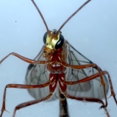 Enicospilus CNM sp1 at Ainslie, ACT - 7 Sep 2020