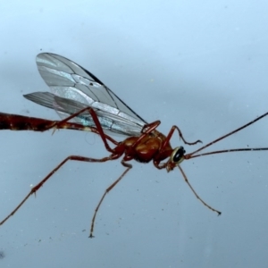 Enicospilus CNM sp1 at Ainslie, ACT - 7 Sep 2020