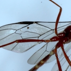 Enicospilus CNM sp1 at Ainslie, ACT - 7 Sep 2020