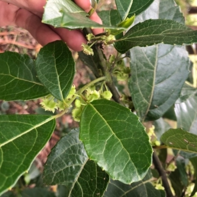 Hedycarya angustifolia (Austral Mulberry) at Wattamolla, NSW - 1 Sep 2020 by WattaWanderer