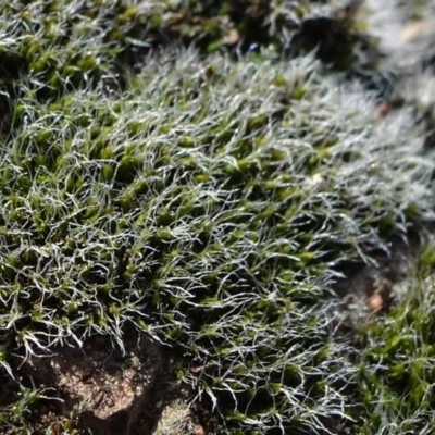 Grimmia sp. (A moss) at Carwoola, NSW - 6 Sep 2020 by JanetRussell