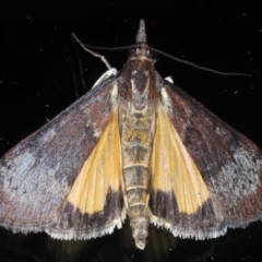 Uresiphita ornithopteralis (Tree Lucerne Moth) at Ainslie, ACT - 5 Sep 2020 by jbromilow50