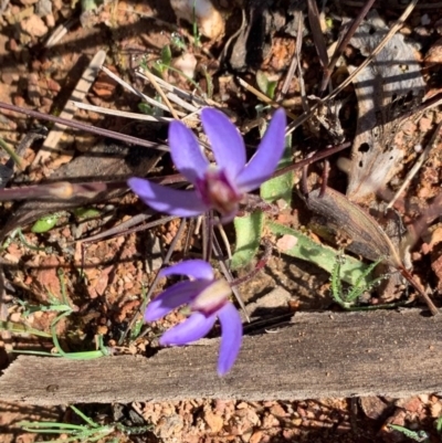 Cyanicula caerulea (Blue Fingers, Blue Fairies) at Sutton, NSW - 6 Sep 2020 by Gidgea