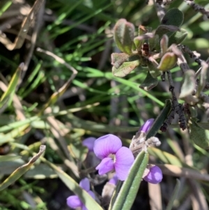 Hovea heterophylla at Nanima, NSW - 7 Sep 2020