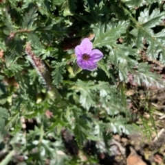 Erodium botrys (Long Storksbill) at Nanima, NSW - 7 Sep 2020 by 81mv