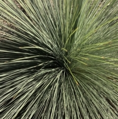 Xanthorrhoea glauca subsp. angustifolia (Grey Grass-tree) at Nanima, NSW - 7 Sep 2020 by 81mv