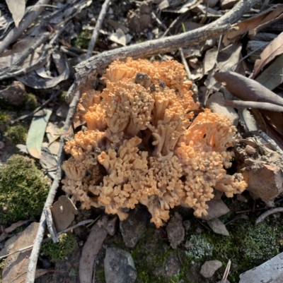 Ramaria sp. (A Coral fungus) at Nanima, NSW - 7 Sep 2020 by 81mv