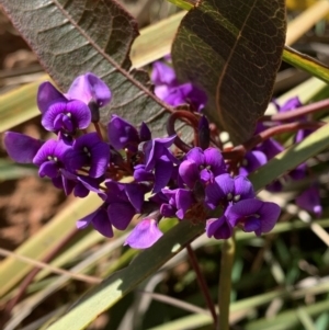 Hardenbergia violacea at Nanima, NSW - 7 Sep 2020