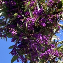 Hardenbergia violacea at Nanima, NSW - 7 Sep 2020