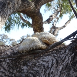 Laetiporus portentosus at O'Malley, ACT - 7 Sep 2020