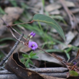 Hardenbergia violacea at Mongarlowe, NSW - 7 Sep 2020