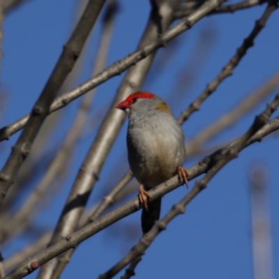Neochmia temporalis (Red-browed Finch) at Mitchell, ACT - 5 Sep 2020 by jb2602