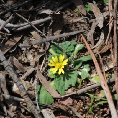 Cymbonotus sp. (preissianus or lawsonianus) (Bears Ears) at Mongarlowe, NSW - 7 Sep 2020 by LisaH