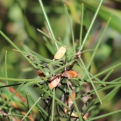 Hakea microcarpa (Small-fruit Hakea) at Mongarlowe, NSW - 7 Sep 2020 by LisaH