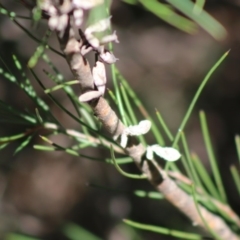 Hakea microcarpa at Mongarlowe, NSW - 7 Sep 2020