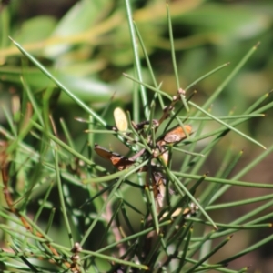 Hakea microcarpa at Mongarlowe, NSW - 7 Sep 2020