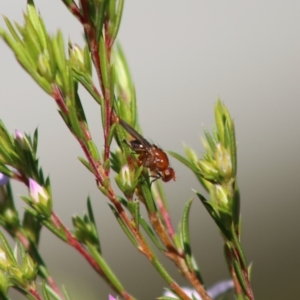 Sapromyza sp. (genus) at Mongarlowe, NSW - suppressed