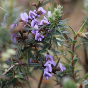 Hovea heterophylla at Mongarlowe, NSW - 7 Sep 2020