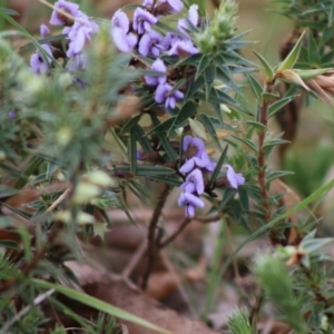 Hovea heterophylla at Mongarlowe, NSW - 7 Sep 2020