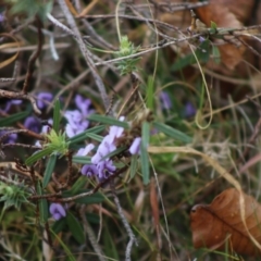 Hovea heterophylla at Mongarlowe, NSW - 7 Sep 2020