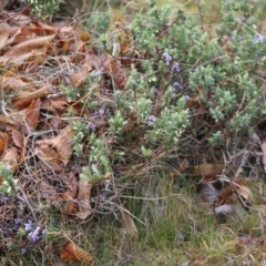 Hovea heterophylla at Mongarlowe, NSW - 7 Sep 2020