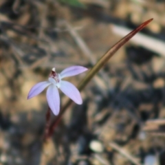 Caladenia fuscata (Dusky Fingers) at Mongarlowe, NSW - 7 Sep 2020 by LisaH