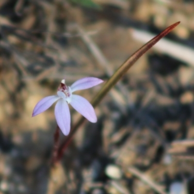 Caladenia fuscata (Dusky Fingers) at Mongarlowe, NSW - 7 Sep 2020 by LisaH