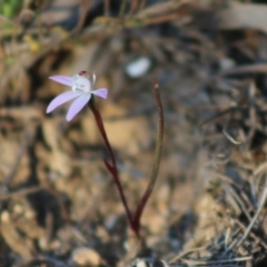 Caladenia fuscata at Mongarlowe, NSW - suppressed